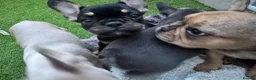 French Bulldog dogs for sale: 🐾Beautiful French Bulldog Puppies 🐾 - Advert 5