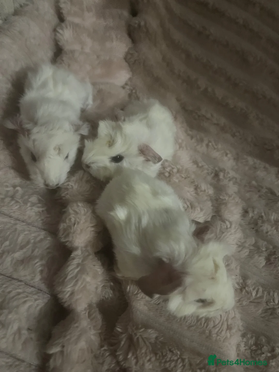 Guinea Pig rodents for sale: Baby Guinea Pigs - Advert 9