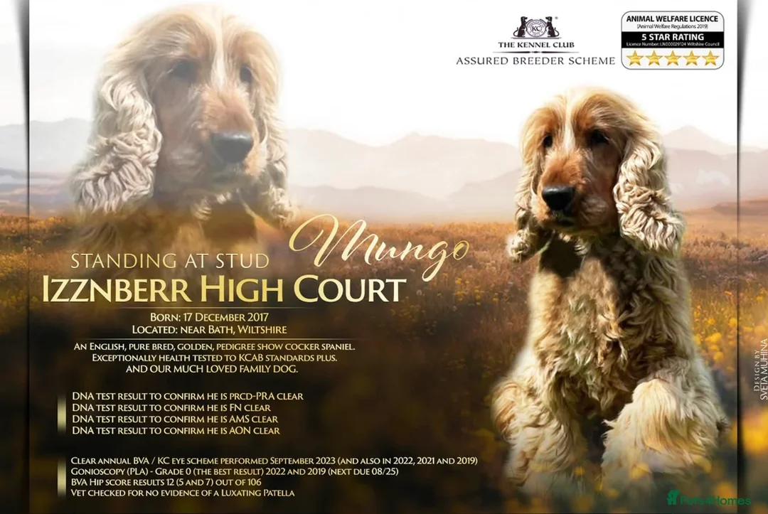 Cocker Spaniel dogs for stud: KC GOLDEN SHOW COCKER STUD BEST HEALTH TESTED - Advert 1