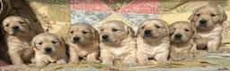 Golden Retriever dogs for sale: Golden Retriever Puppies Ready 13 April in Llandysul - Advert 23