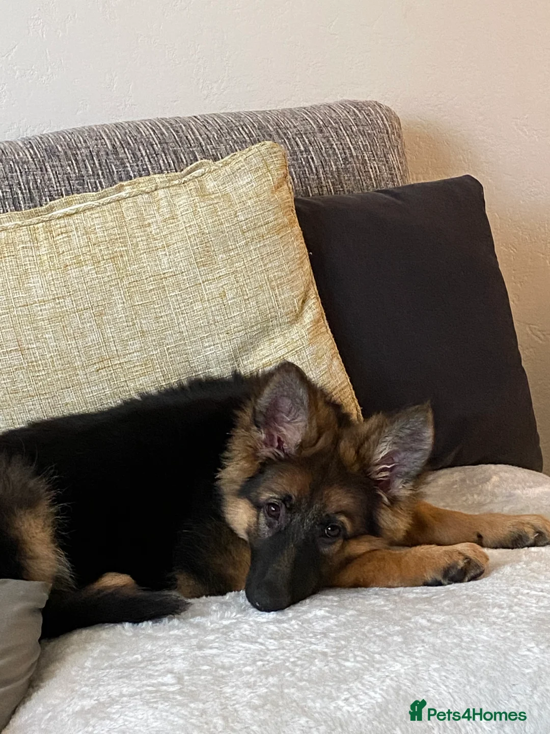 German Shepherd dogs for sale: Bella - German Shepherd looking for a forever home - Advert 22