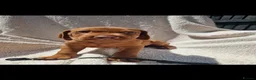 Hungarian Vizsla dogs for sale: Part Trained Daisy’s 2nd litter Hungarian vizsla - Advert 22