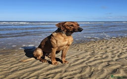 Rhodesian Ridgeback dogs for sale: Rhodesian ridgeback  - Image 1