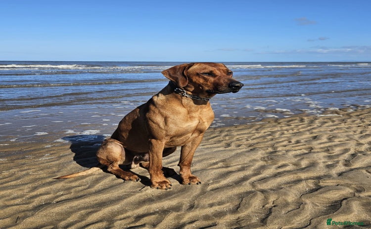 Rhodesian Ridgeback dogs - Advert 1
