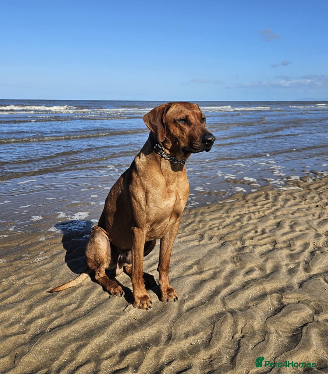 Rhodesian Ridgeback dogs for sale: Rhodesian ridgeback  - Image 1