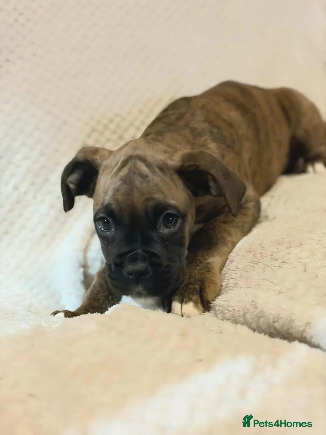 Boxer dogs for sale: Boxer puppies for sale  - Advert 11