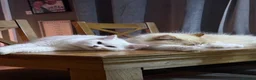 British Longhair cats for sale: British long hair crossed chunky kittens - Advert 12