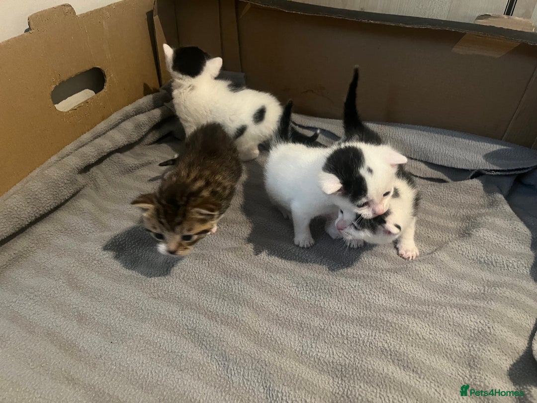 British Shorthair cats for sale: 4 adorable girl kittens  - Image 10