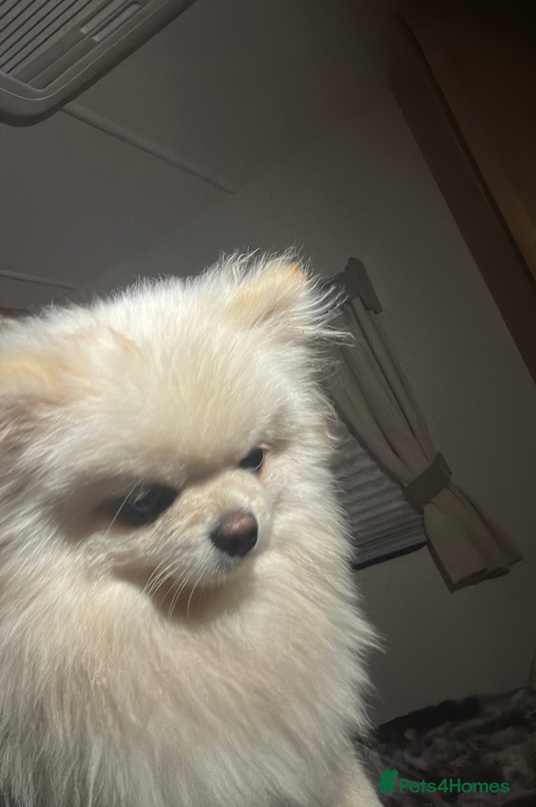 Pomeranian dogs for sale: Ready now***tiny teddy faced Pomeranian baby’s.  - Advert 4