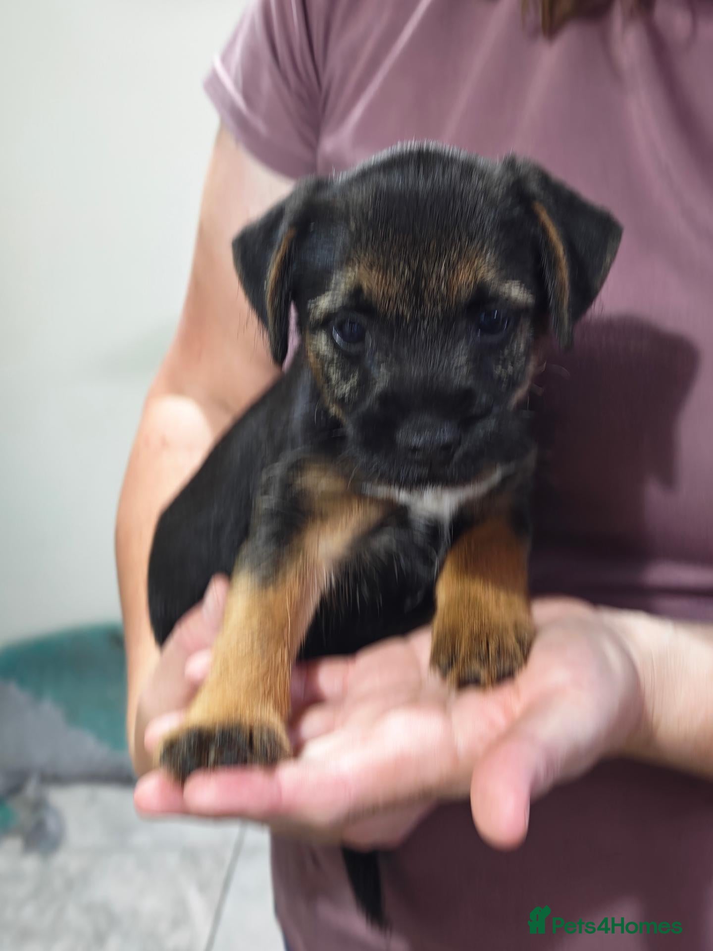 Border Terrier dogs Border terrier bitch pup, KC Reg Slem clear  - Advert 5