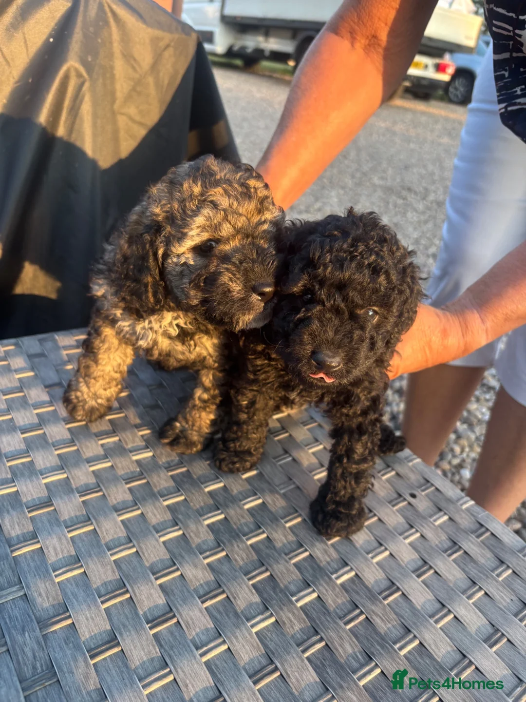 Cockapoo dogs for sale: Cockapoo puppies for sale  - Advert 1
