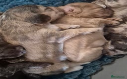 Cockapoo dogs for sale: 8 Beautiful Cockapoo pups,Merle, chocolate, black - Image 4