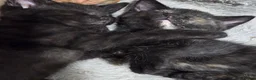 Mixed Breed cats for sale: 2 stunning kittens still available  - Advert 24