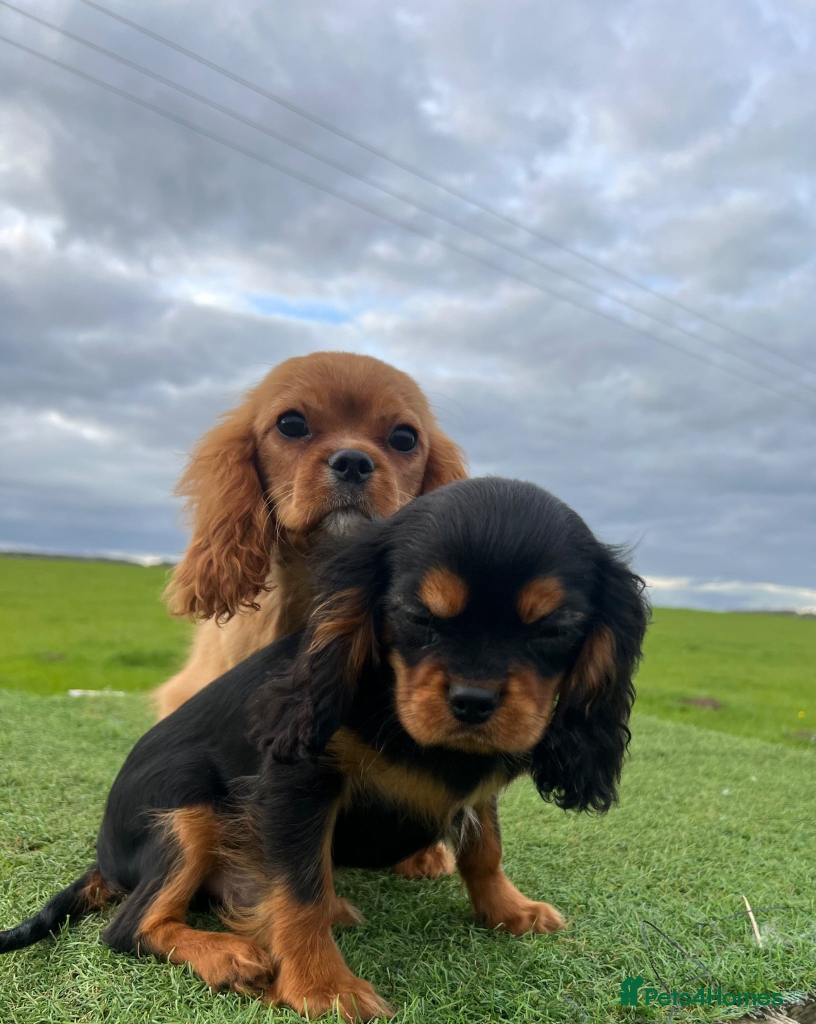 Cavalier King Charles Spaniel dogs REDUCED Beautiful Cavaleir King Charles puppies  - Advert 5