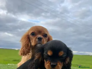 Cavalier King Charles Spaniel dogs REDUCED Beautiful Cavaleir King Charles puppies - Advert 5
