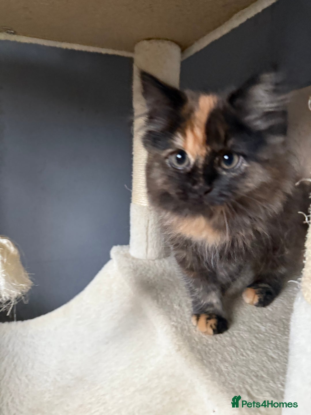 Ragdoll cats for sale: Mixed Ragdoll and Persian kittens - Advert 4