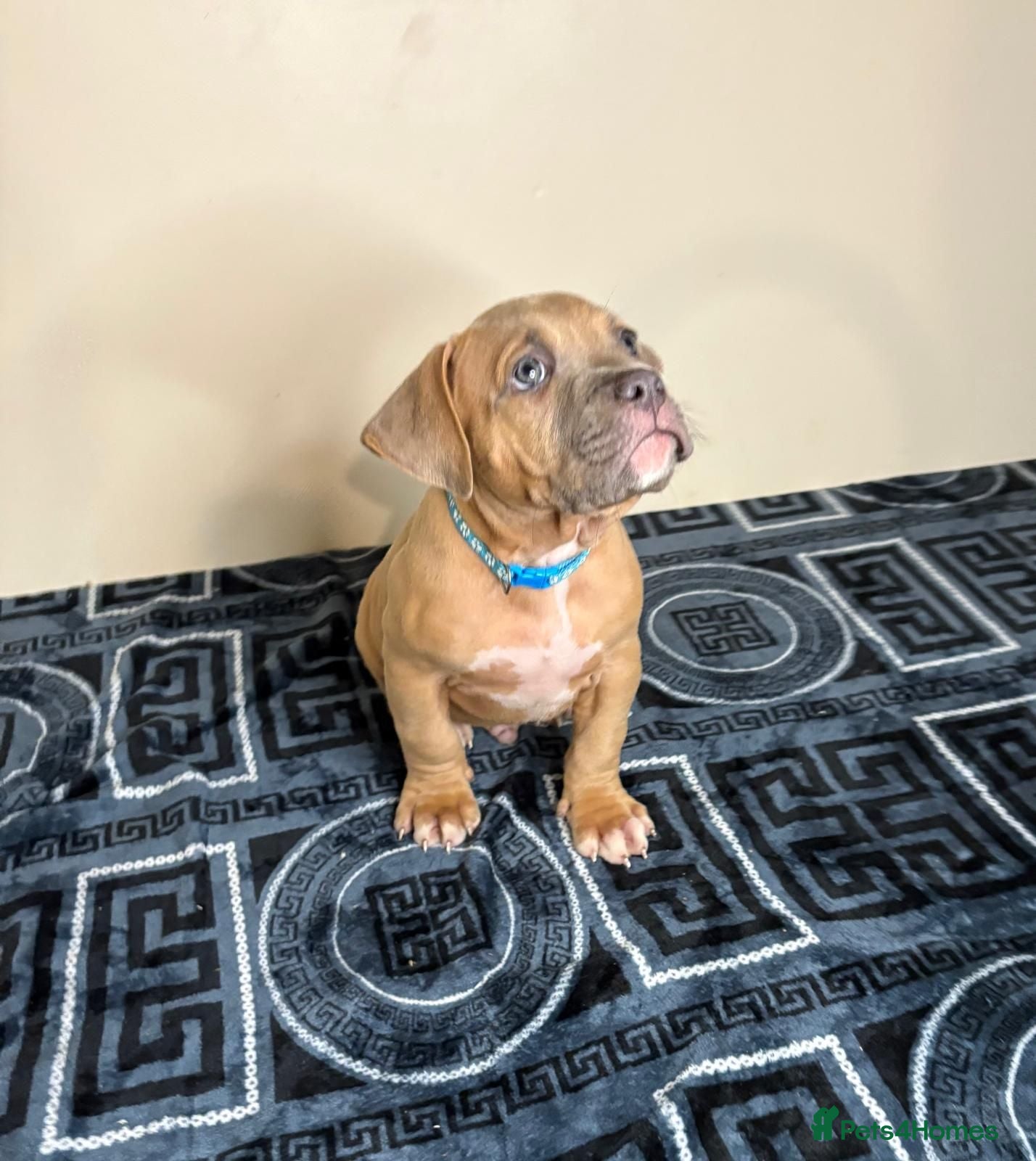 American Bully dogs ❤️Quality pocket bullies ready for forever homes❤️ - Advert 3