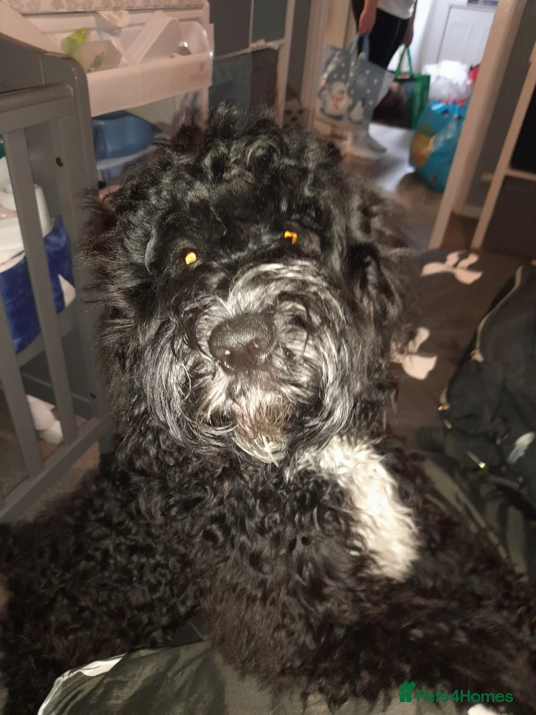 Mixed Breed dogs for sale: 7month old cockapoo - Advert 1