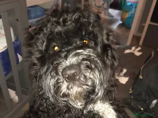 Mixed Breed dogs 7month old cockapoo - Advert 1