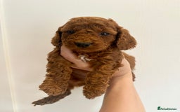 Cockapoo dogs for sale: Beautiful f1b chocolate and red cockapoo pups 🐶  - Image 2