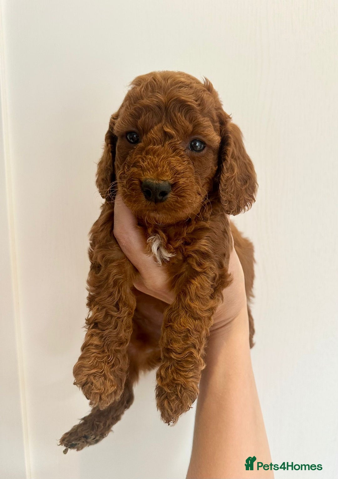 Cockapoo dogs for sale: Beautiful f1b chocolate and red cockapoo pups 🐶  - Image 2