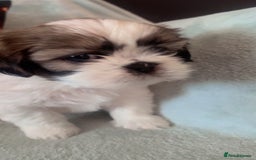 Shih Tzu dogs for sale: 5 beautiful puppies available  - Image 5