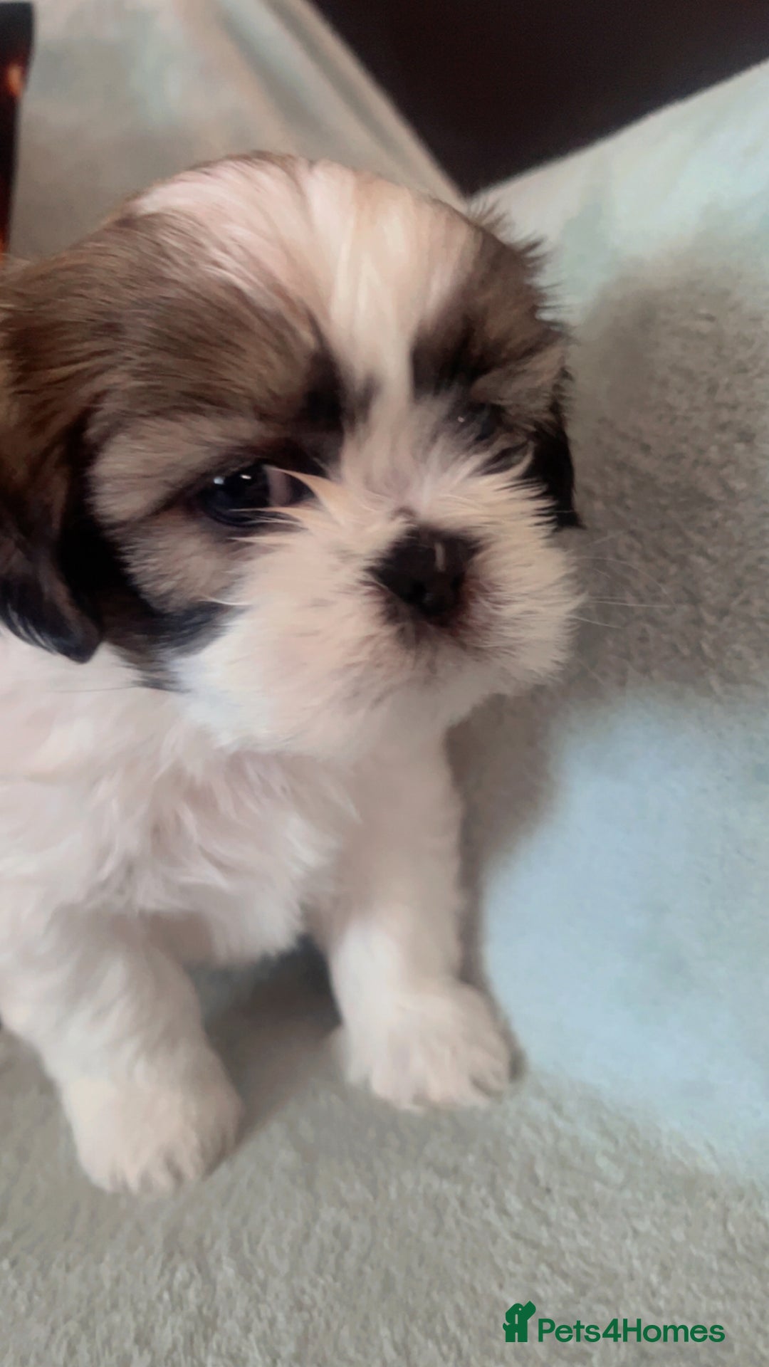 Shih Tzu dogs for sale: 5 beautiful puppies available  - Image 5