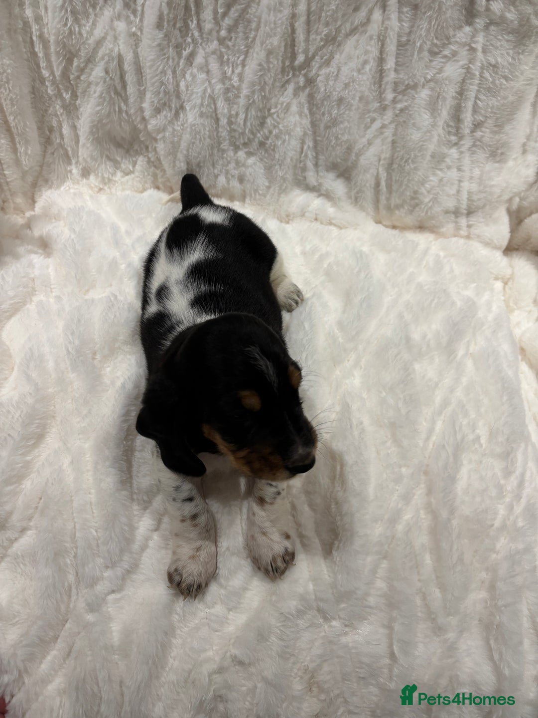 Basset Hound dogs for sale: Bassett hound puppies  - Advert 16