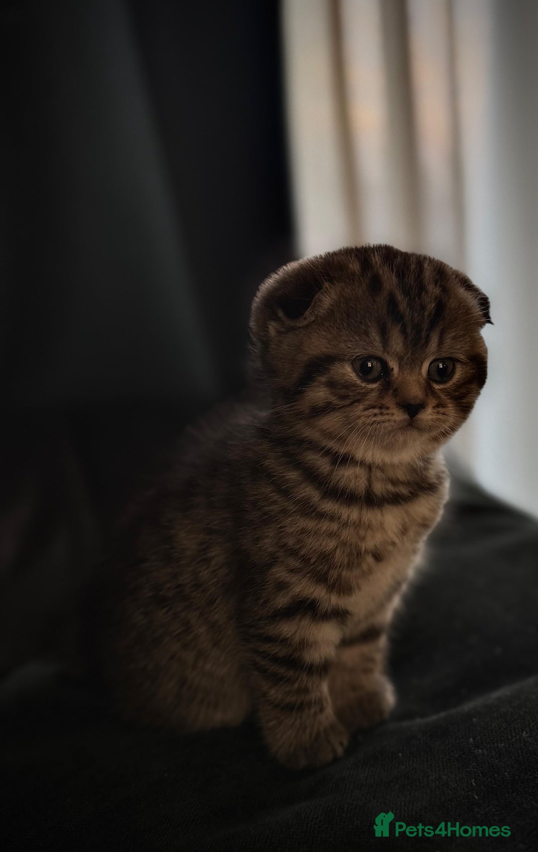 Scottish Fold cats for sale: For sale: five Scottish Kittens  - Image 6