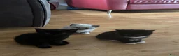 Mixed Breed cats for sale: Mixed breed Siamese kittens in Norwich - Advert 10