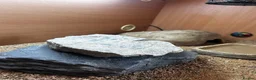 Leopard Gecko reptiles for sale: Leopard Gecko and Full set up in Walton-on-Thames - Advert 5