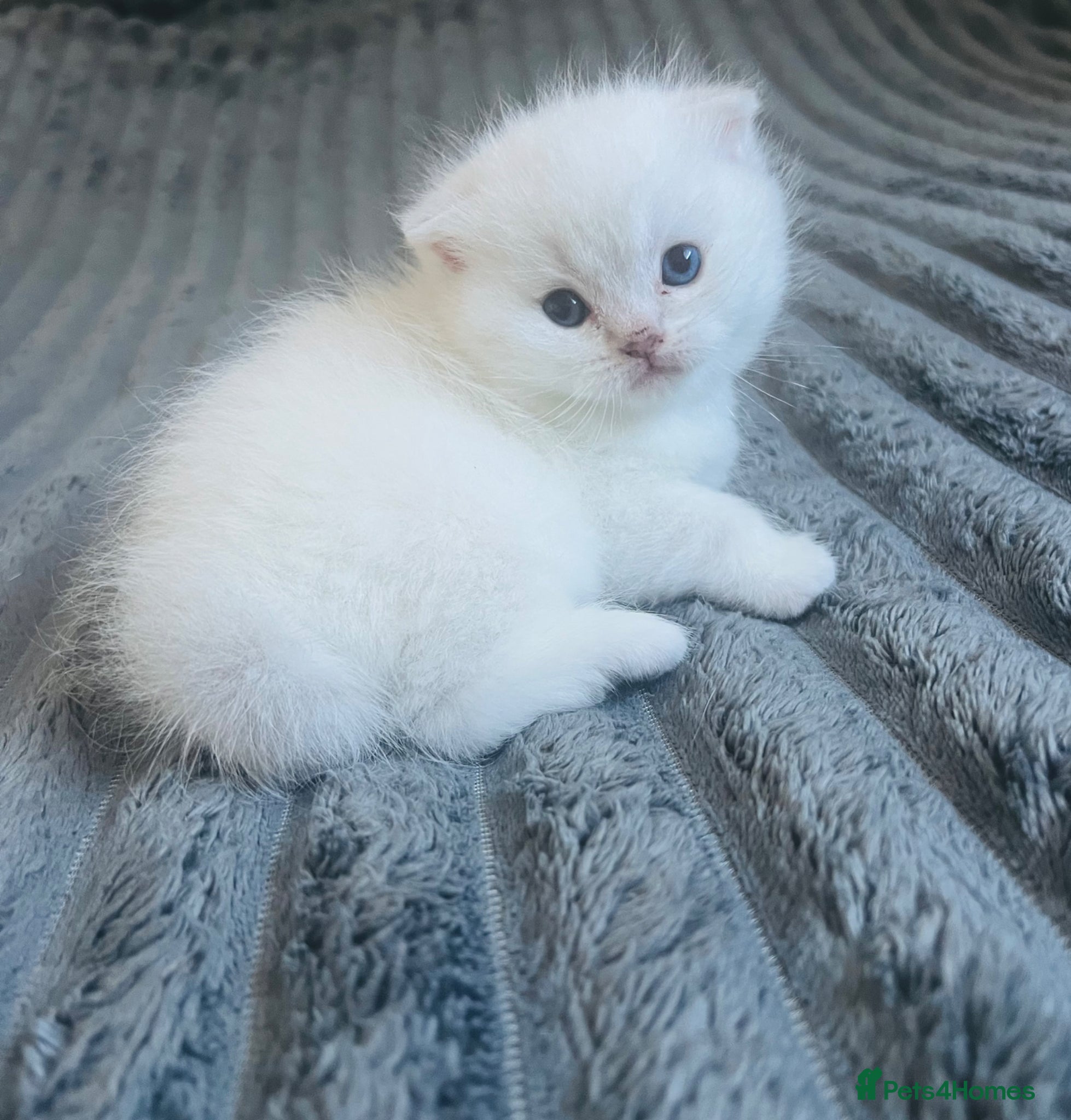 Scottish Fold cats Scottish fold and straight kittens - Advert 7