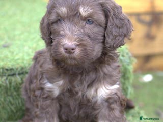 Labradoodle dogs 🐾🌈 Bred for Potential, Raised for Resilience🐾🌈 - Advert 5
