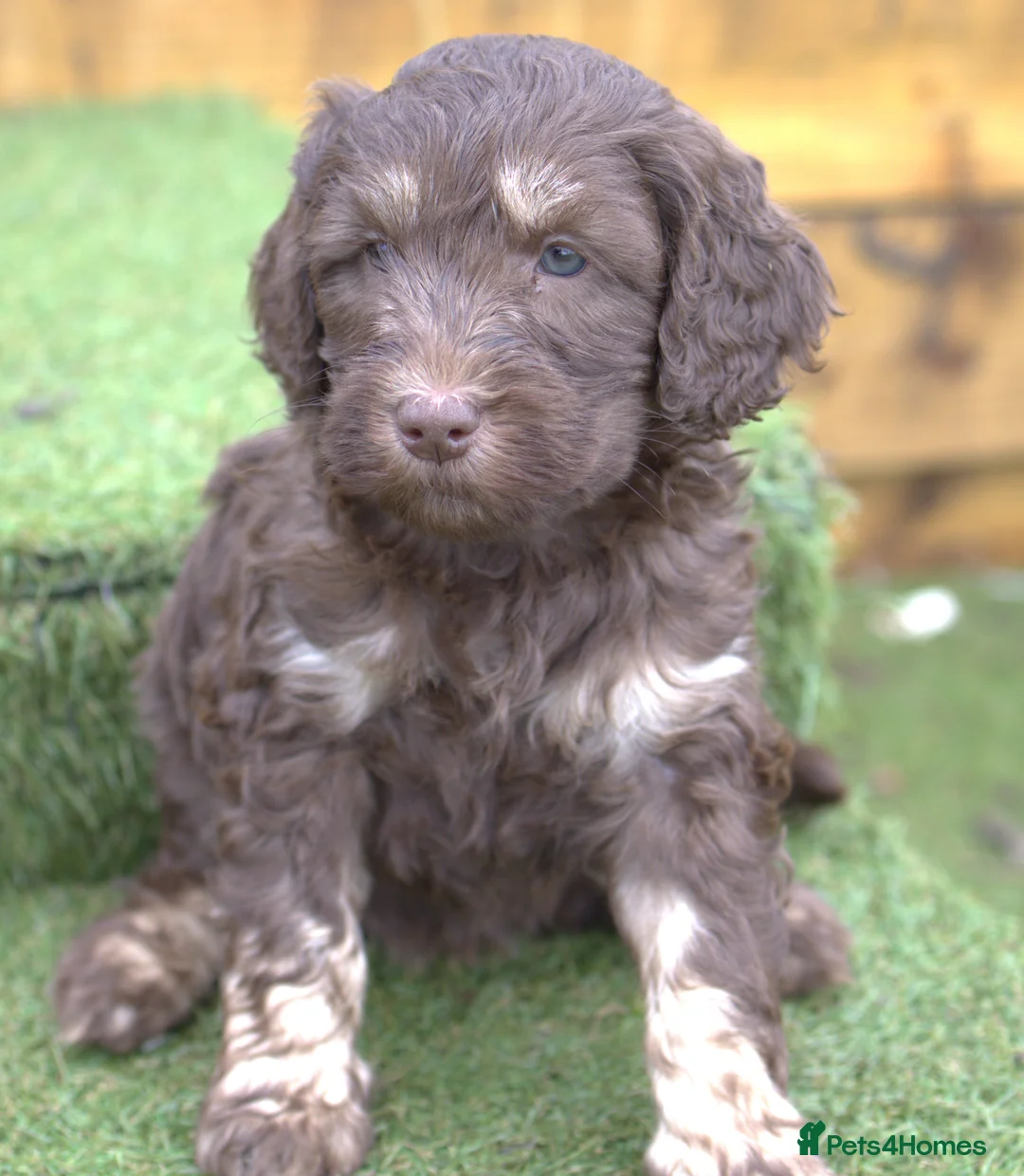 Labradoodle dogs for sale: 🐾🌈 Bred for Potential, Raised for Resilience🐾🌈 - Advert 14