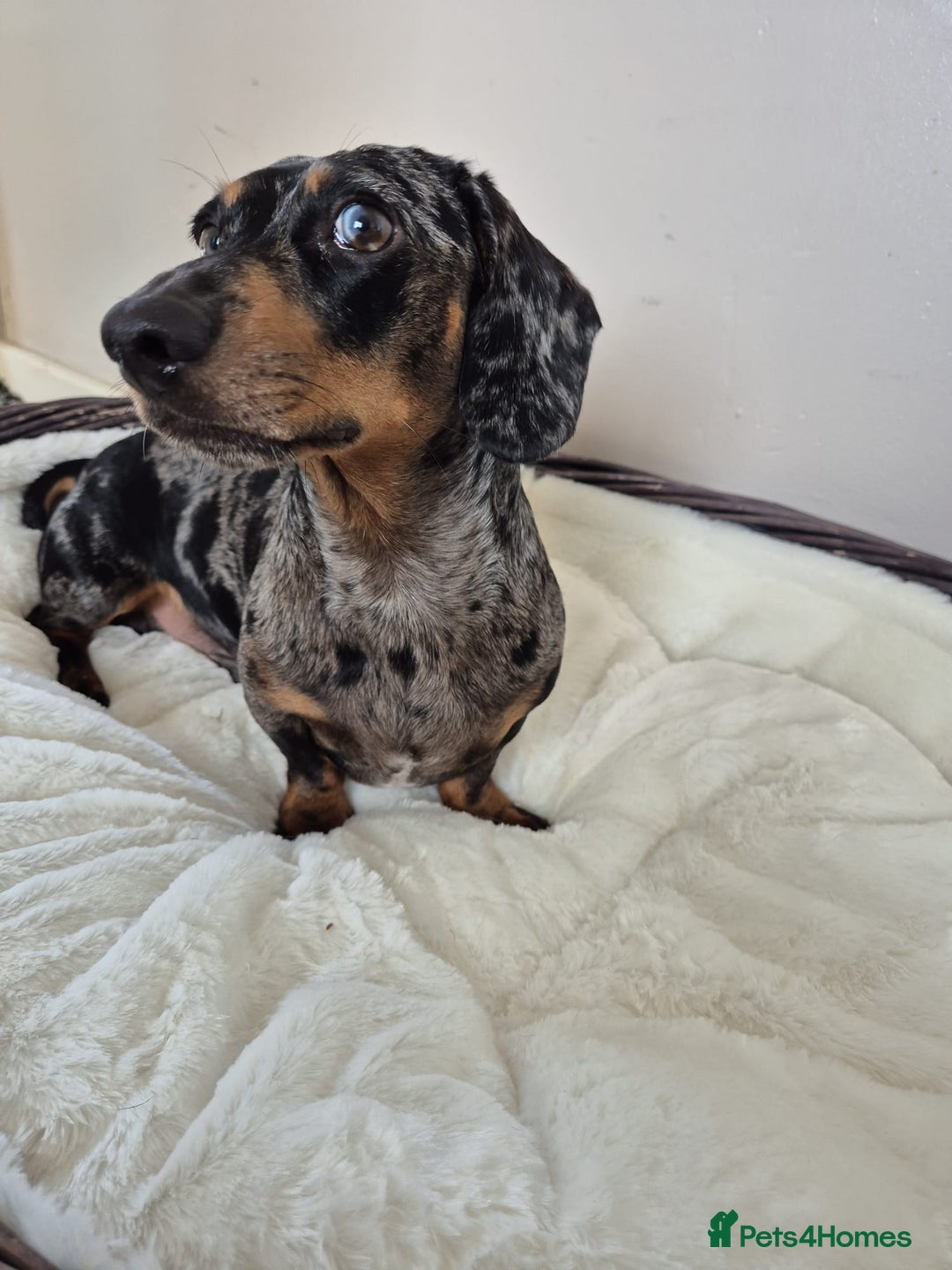 Miniature Dachshund dogs for stud: Stunning Silver Dapple and Tan stud - Image 2