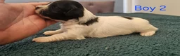 Havanese dogs for sale: Stunning Havanese Puppies - Advert 9