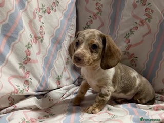 Miniature Dachshund dogs for sale: miniature dash hound puppys - Advert 1