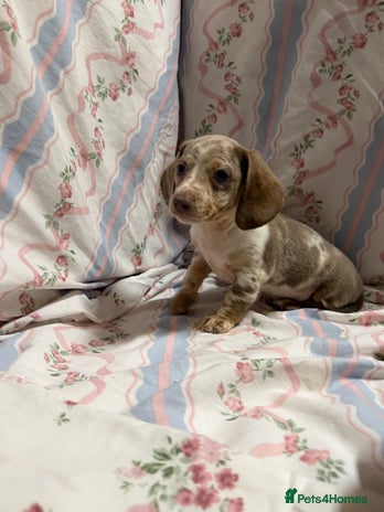 Miniature Dachshund dogs miniature dash hound puppys - Advert 1