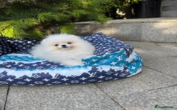 Pomeranian dogs for sale: SUPER TINY ICE WHITE POMERANIAN BOY - Image 1