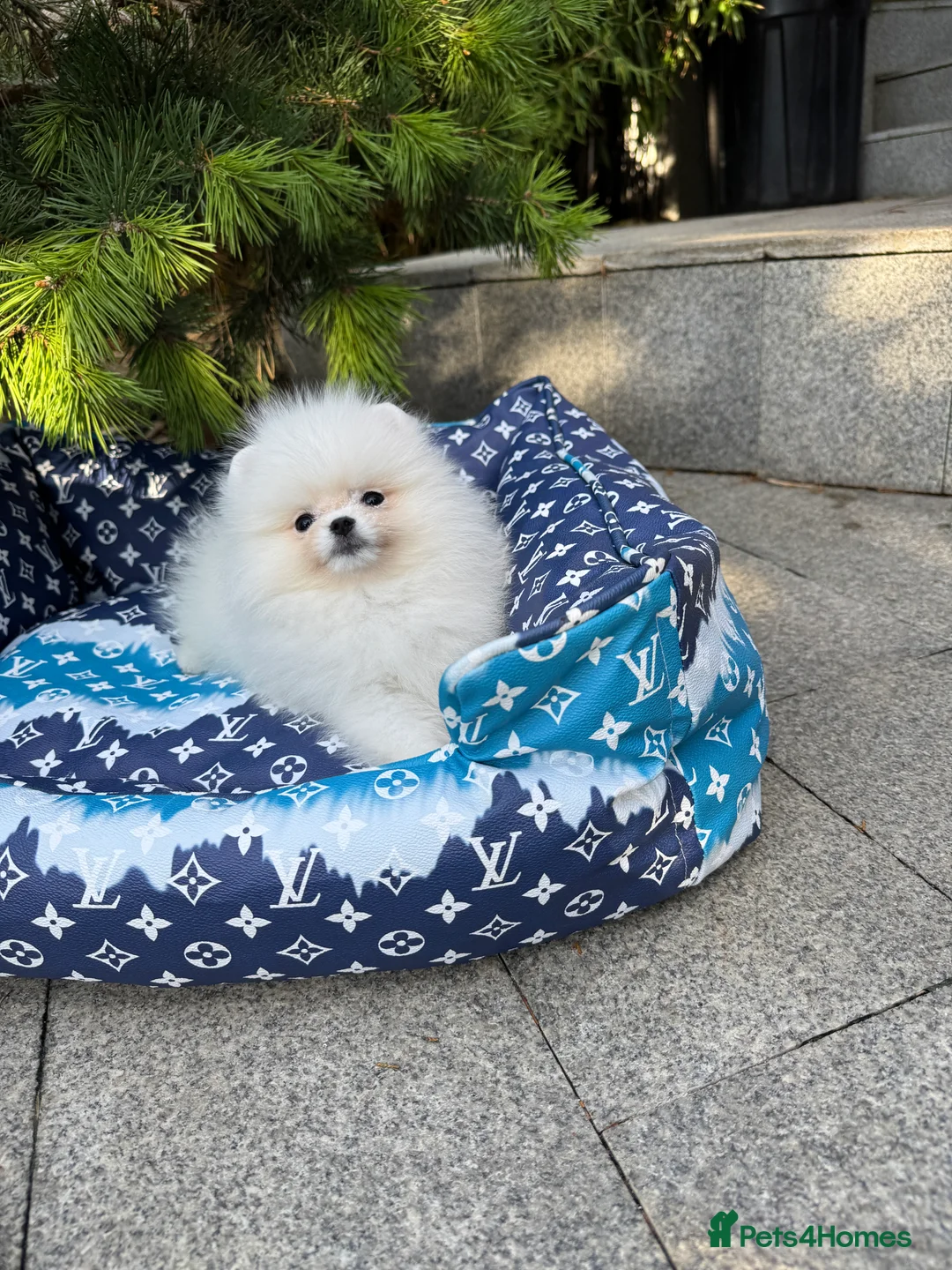 Pomeranian dogs for sale: SUPER ICE WHITE POMERANIAN BOY & GIRL  - Advert 3