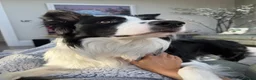 Border Collie dogs for sale: Border Collie Boy  - Advert 6