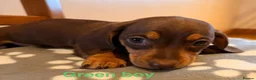 Miniature Dachshund dogs for sale: Miniature Dachshund puppies - Advert 4