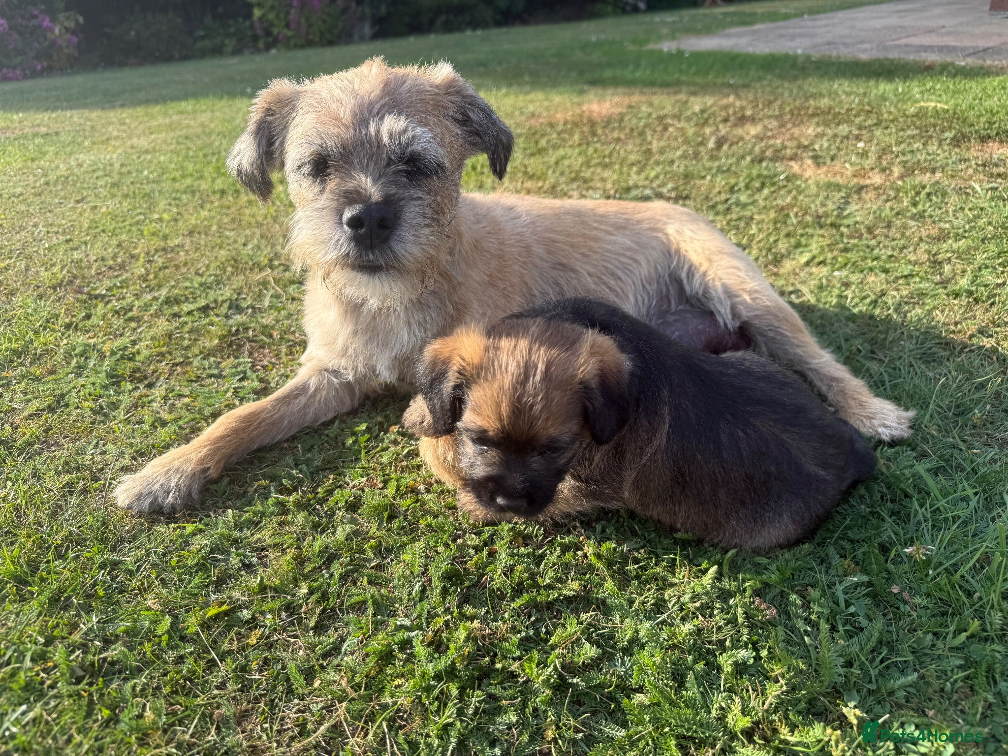 Border Terrier dogs KCR Border Terrier puppies  - Advert 1