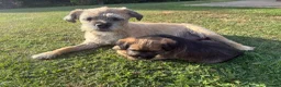 Border Terrier dogs for sale: KCR Border Terrier puppies  - Advert 1