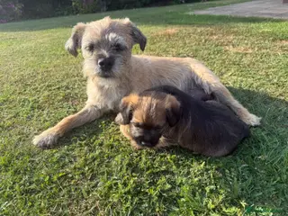 Border Terrier dogs KCR Border Terrier puppies - Advert 1