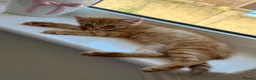 Mixed Breed cats for sale: 1/4 Bengal Fluffy Ginger Male Kitten - Advert 17