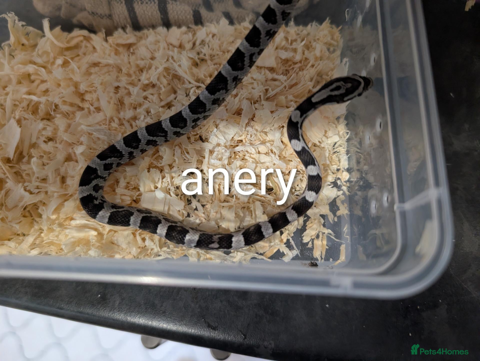 Corn Snake reptiles Corn snakes for sale  - Advert 5