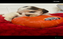Cocker Spaniel dogs for sale: Show cocker spaniel puppies viewings this weekend! - Image 12