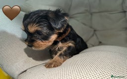 Yorkshire Terrier dogs for sale: Yorkies puppies  - Image 16
