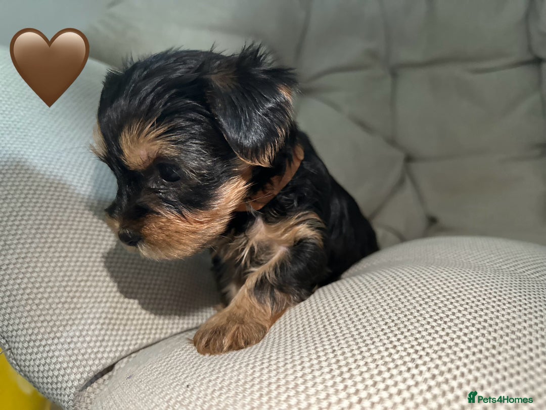 Yorkshire Terrier dogs for sale: Yorkies puppies  - Image 16